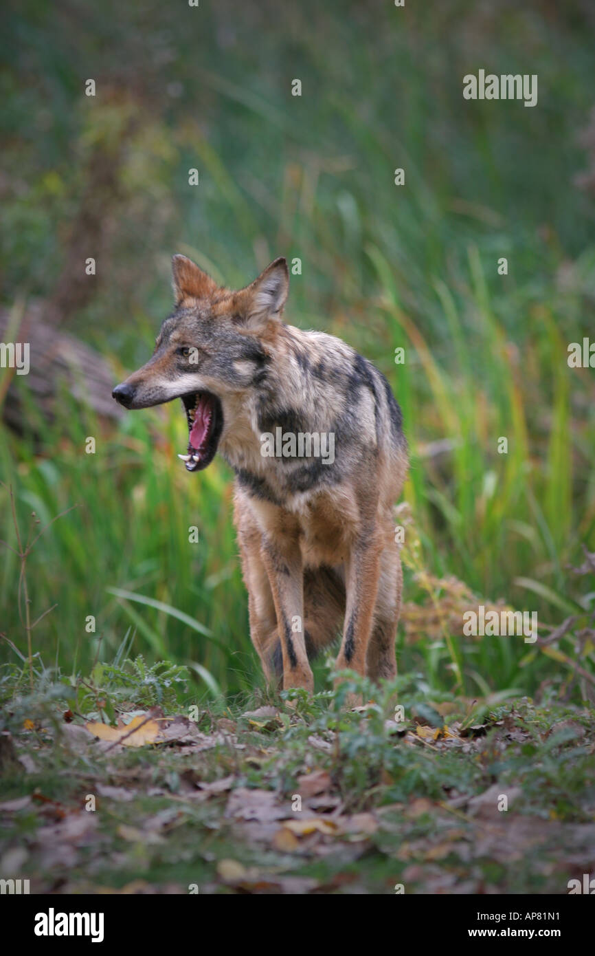 Loup gris Canis lupus peur d'attaque d'autres loups gris p Mots-clés loup gris Canis lupus défensif montrant les dents Banque D'Images