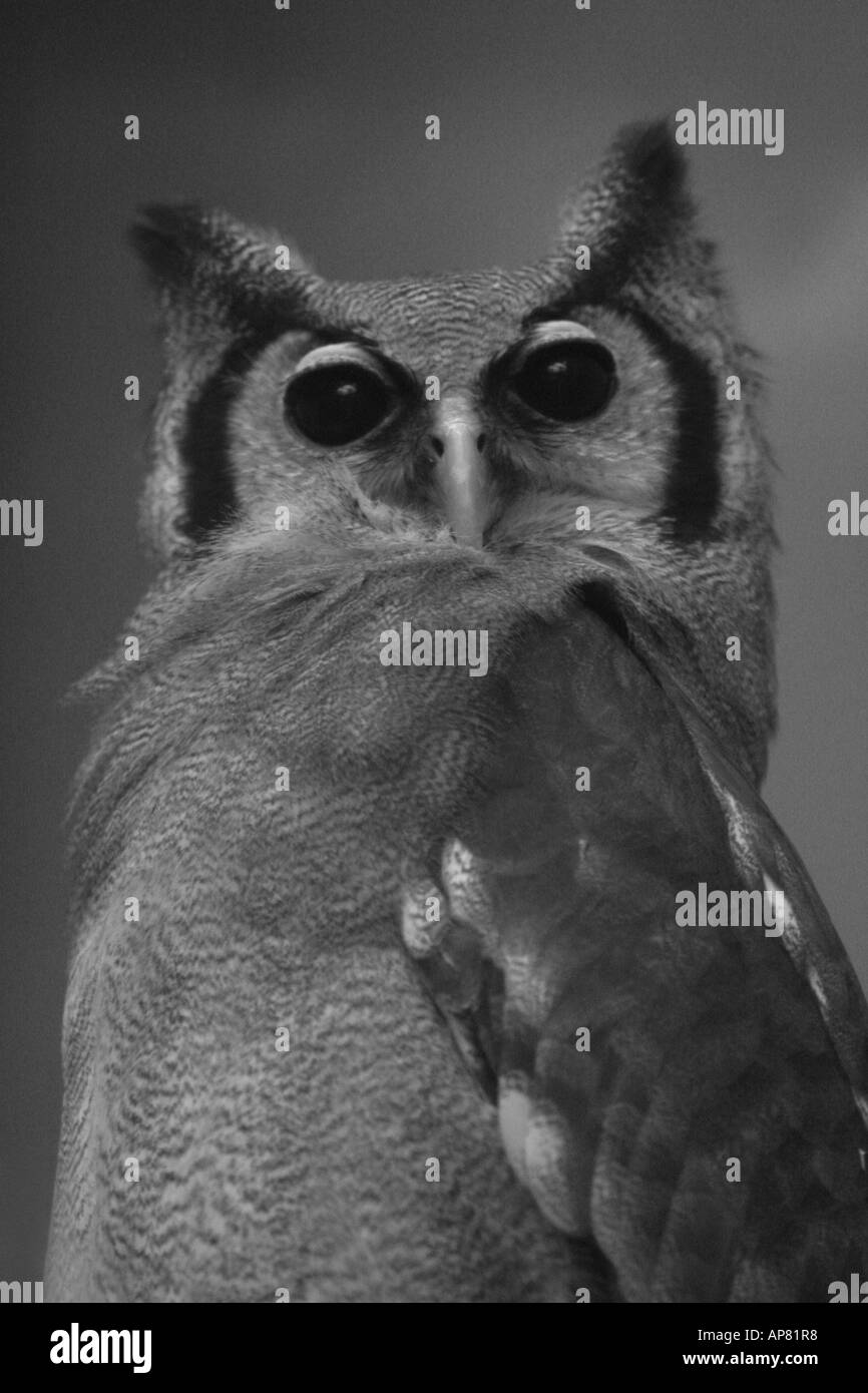 Eagle owl bubo lacteus laiteux p Mots-clés voie lactée eagle owl bubo lacteus stock photo noir et blanc photos image images photo pic Banque D'Images