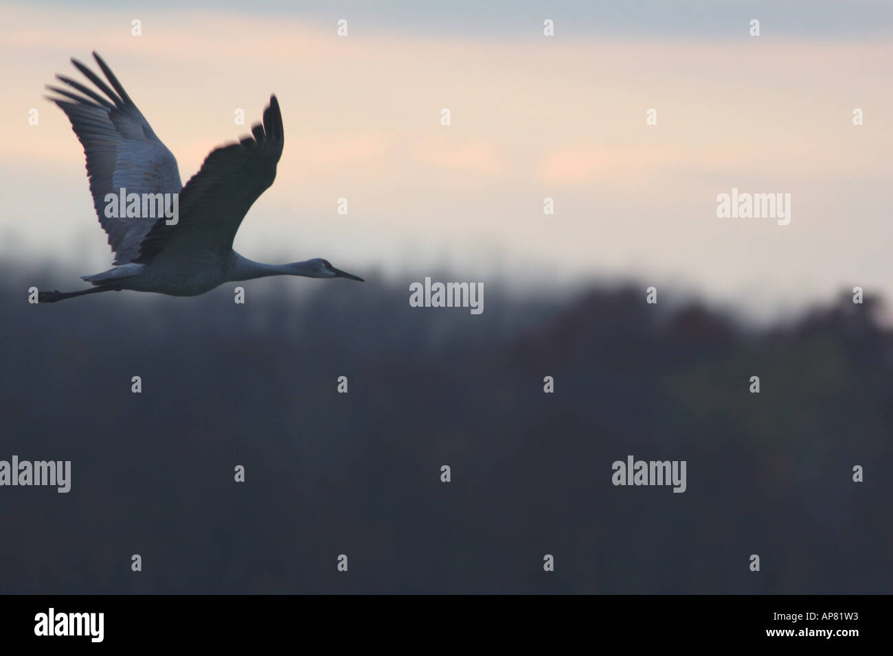 La grue Grus canadensis en vol migratoire pulaski jasper state fish and wildlife area northern indiana p Mots-clés sandh Banque D'Images