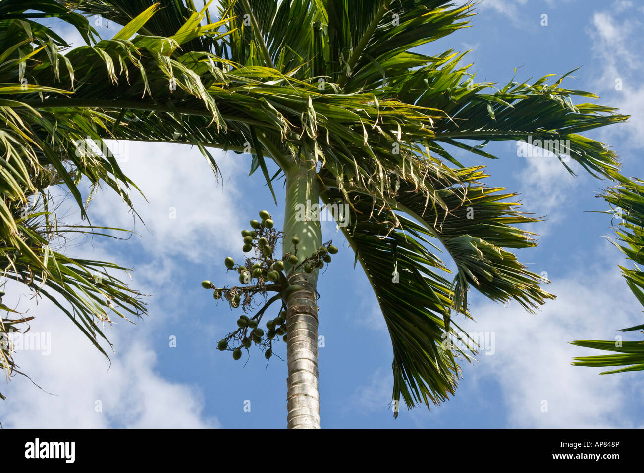 Betelnuts dans un arbre ou de bétel Areca Hainan Island China Banque D'Images