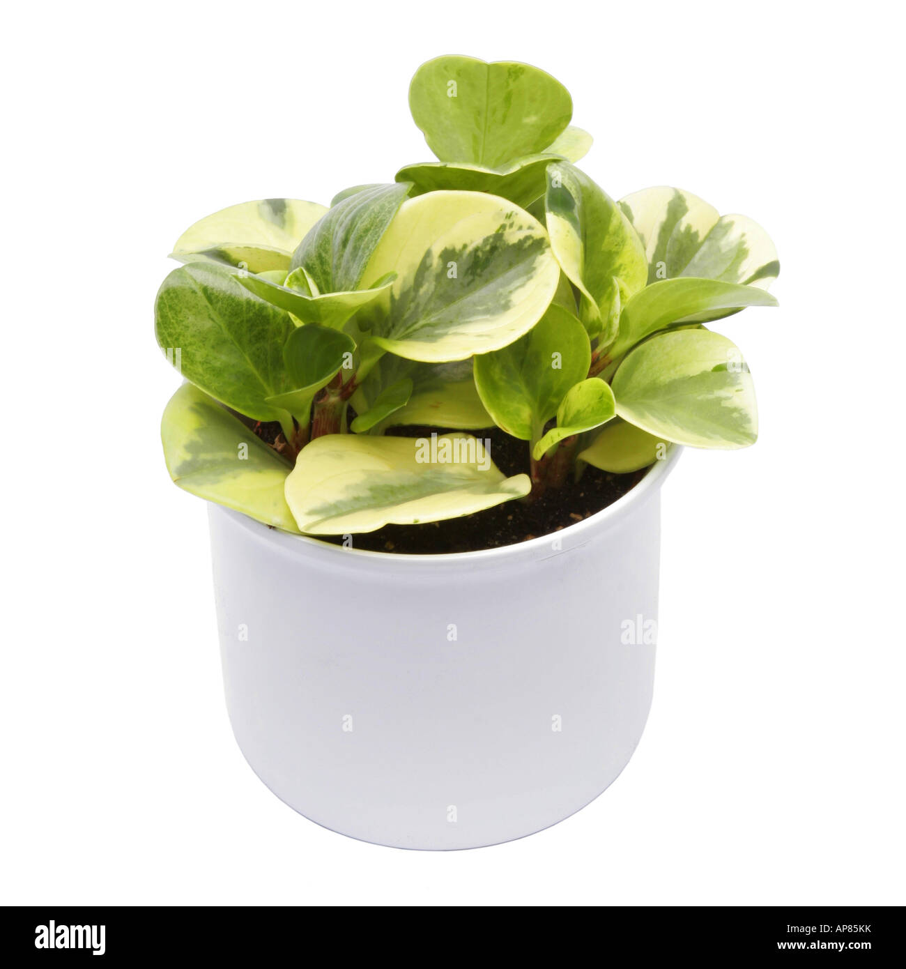 Des larmes de crocodile en caoutchouc Peperomia Bébé Plante Peperomia obtusifolia larmes de crocodile Peperomia obtusifolia 'larmes de crocodile' Banque D'Images