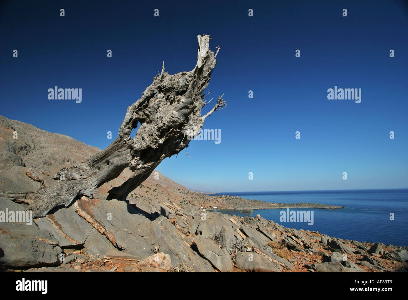 Arbre mort solitaire sur la Côte sauvage sud-ouest de la Crète Banque D'Images