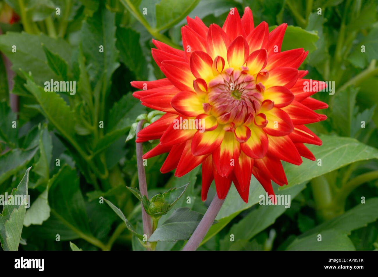 Le dahlia (Dahlia), la variété hybride:Karma Bon Bini, fleur Banque D'Images