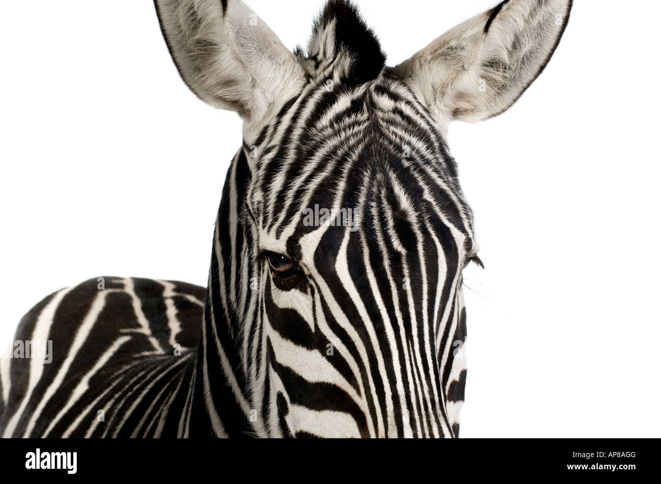 Zebra devant un fond blanc Banque D'Images