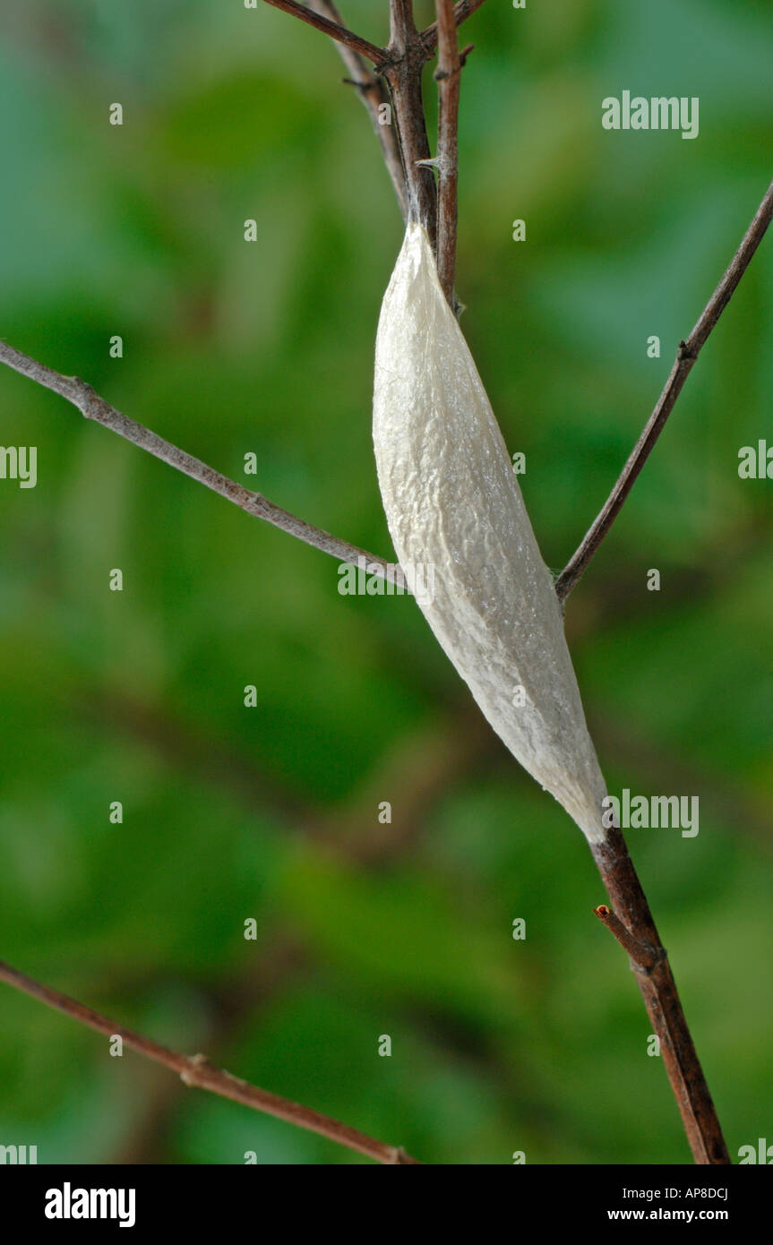 Six-spot Burnet (Zygaena filipendulae, Anthrocera filipendulae), pupe on twig Banque D'Images