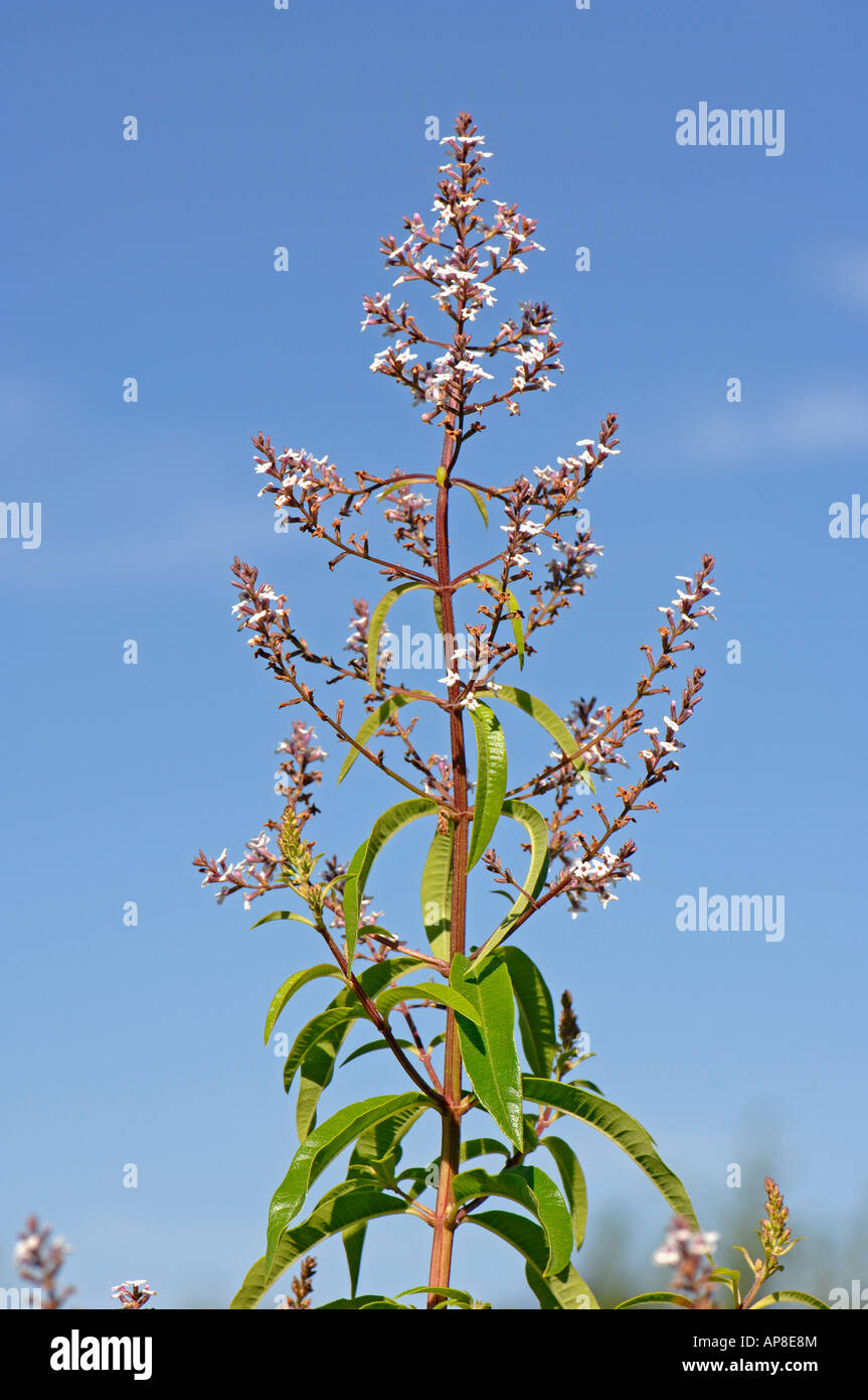 La Verveine, Citron Beebrush (Lippia citriodora, Aloysia triphylla), la floraison Banque D'Images