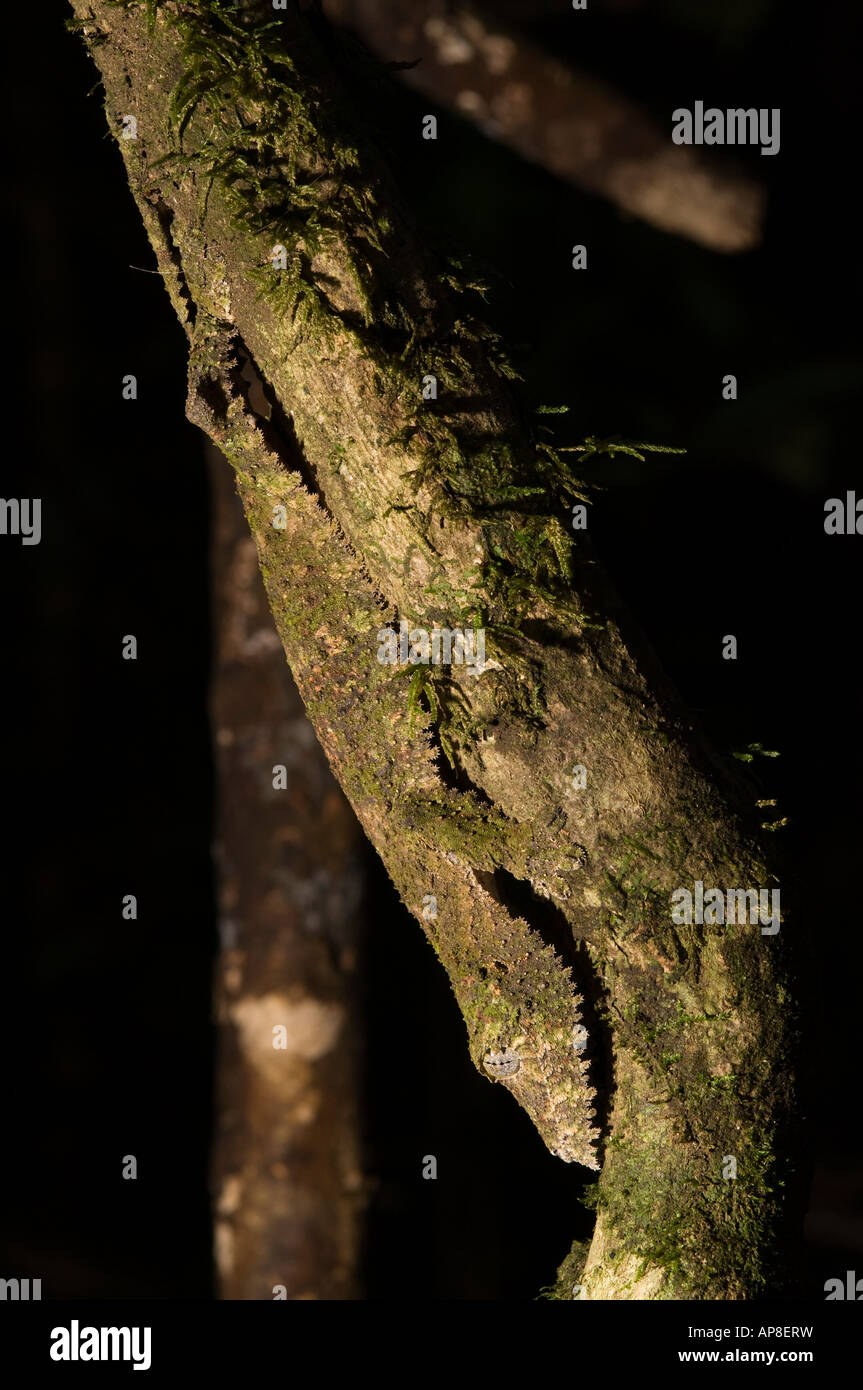 Mossy gecko à queue de feuille, Uroplatus sikorae, Montagne d'Ambre Parc National, Madagascar Banque D'Images
