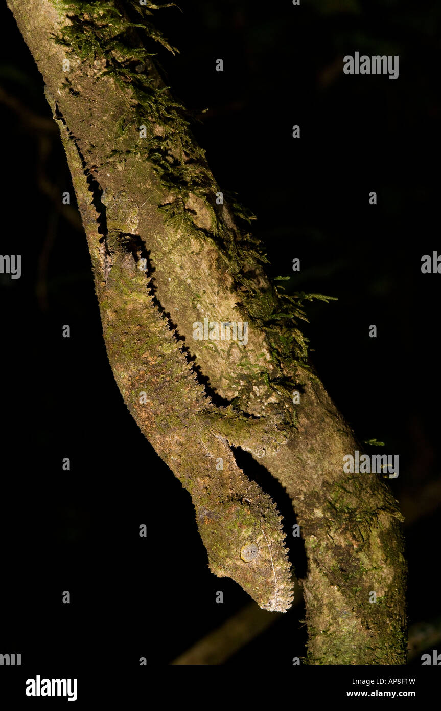 Mossy gecko à queue de feuille, Uroplatus sikorae, Montagne d'Ambre Parc National, Madagascar Banque D'Images