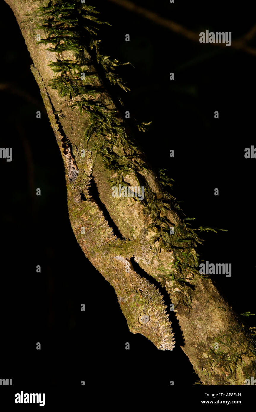 Mossy gecko à queue de feuille, Uroplatus sikorae, Montagne d'Ambre Parc National, Madagascar Banque D'Images