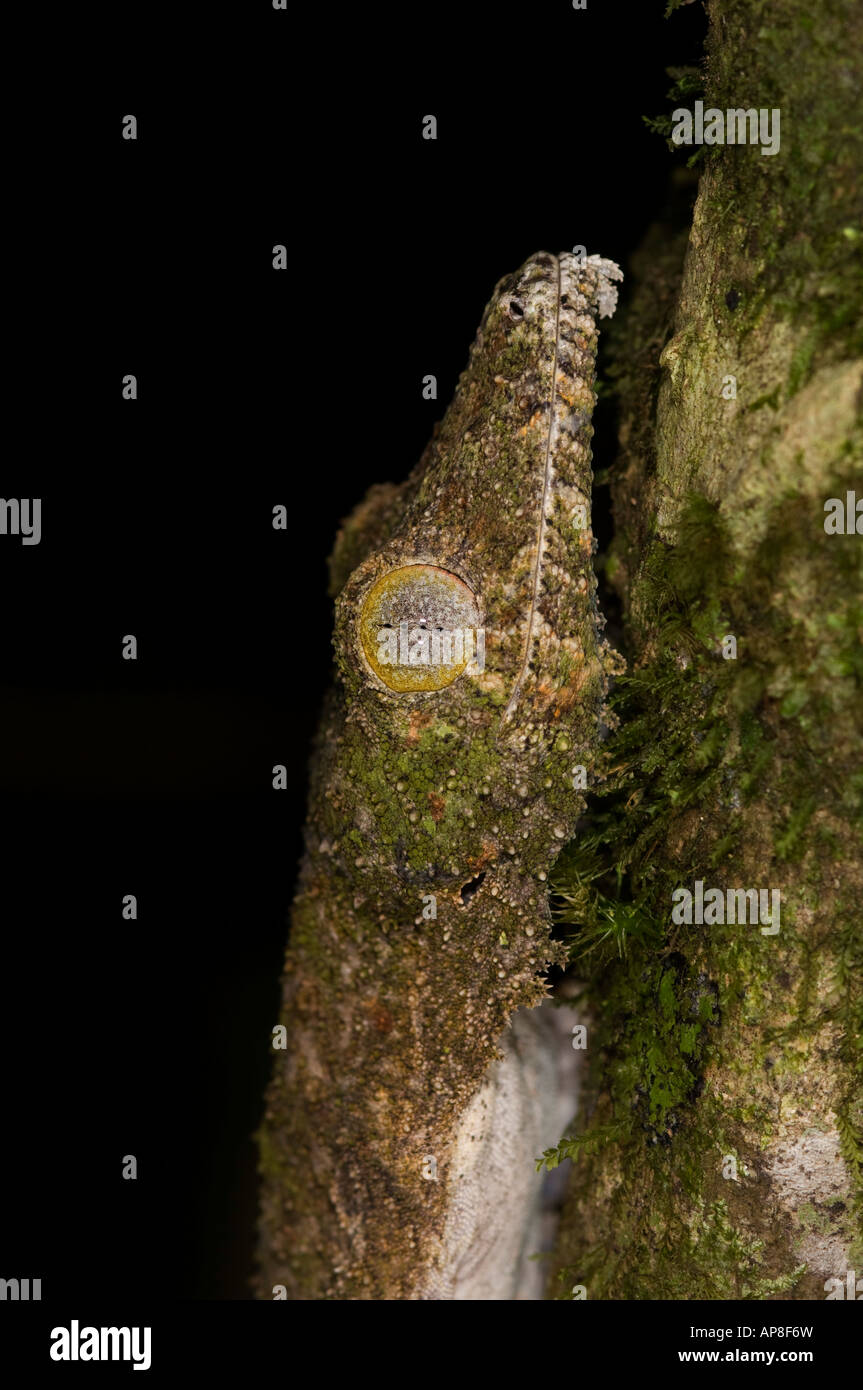 Mossy gecko à queue de feuille, Uroplatus sikorae, Montagne d'Ambre Parc National, Madagascar Banque D'Images