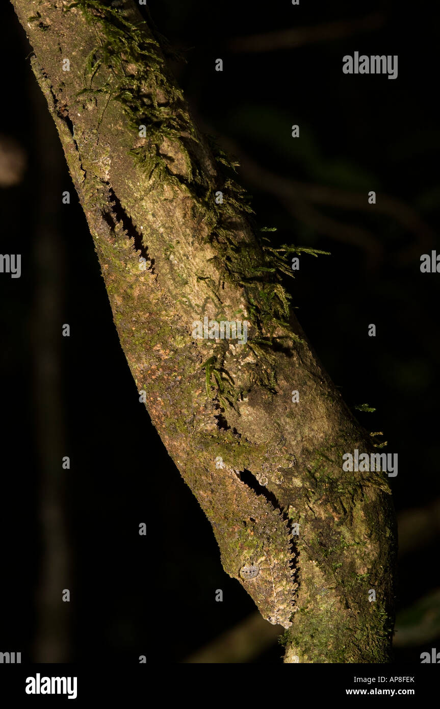 Mossy gecko à queue de feuille, Uroplatus sikorae, Montagne d'Ambre Parc National, Madagascar Banque D'Images
