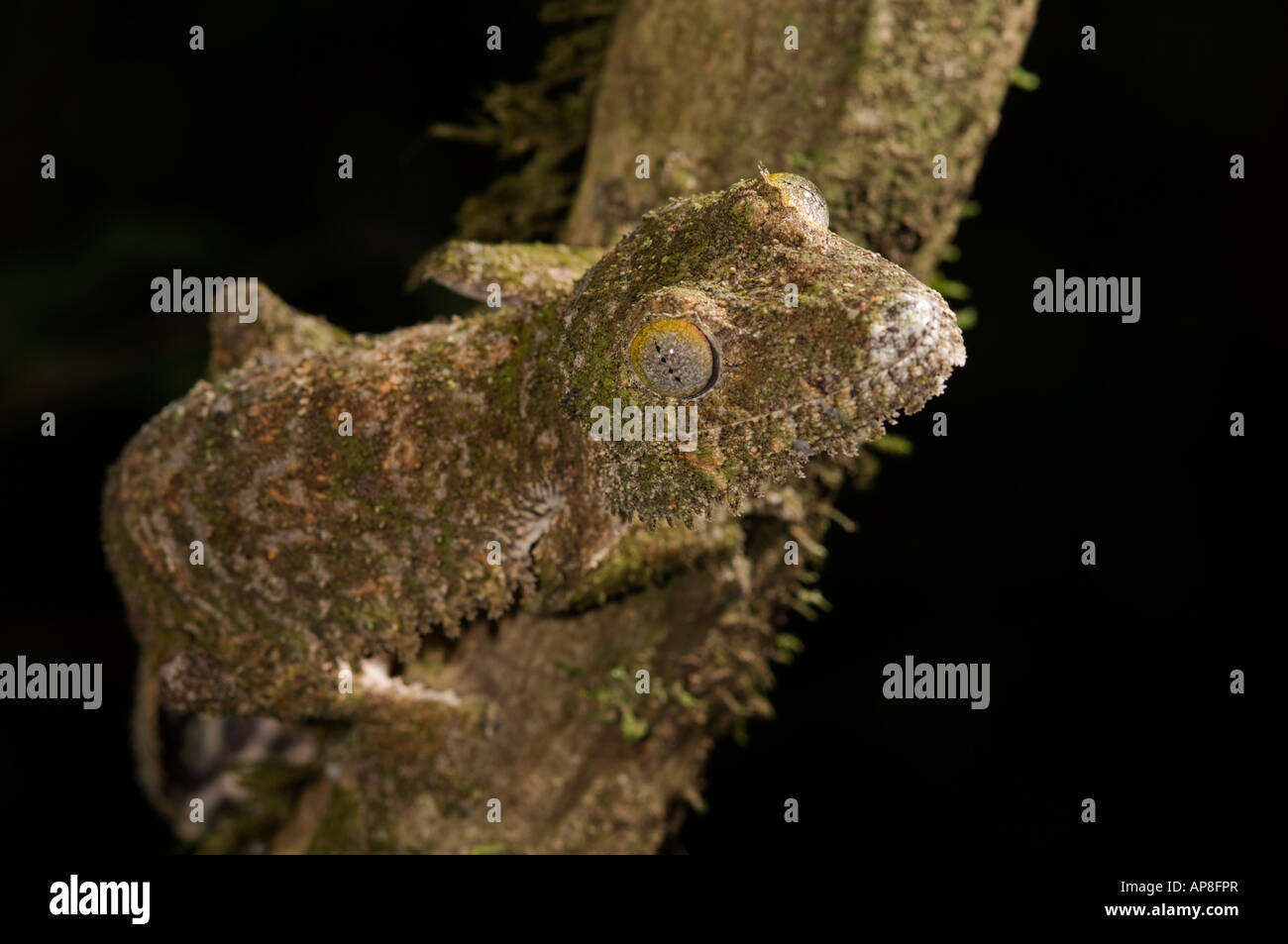 Mossy gecko à queue de feuille, Uroplatus sikorae, Montagne d'Ambre Parc National, Madagascar Banque D'Images
