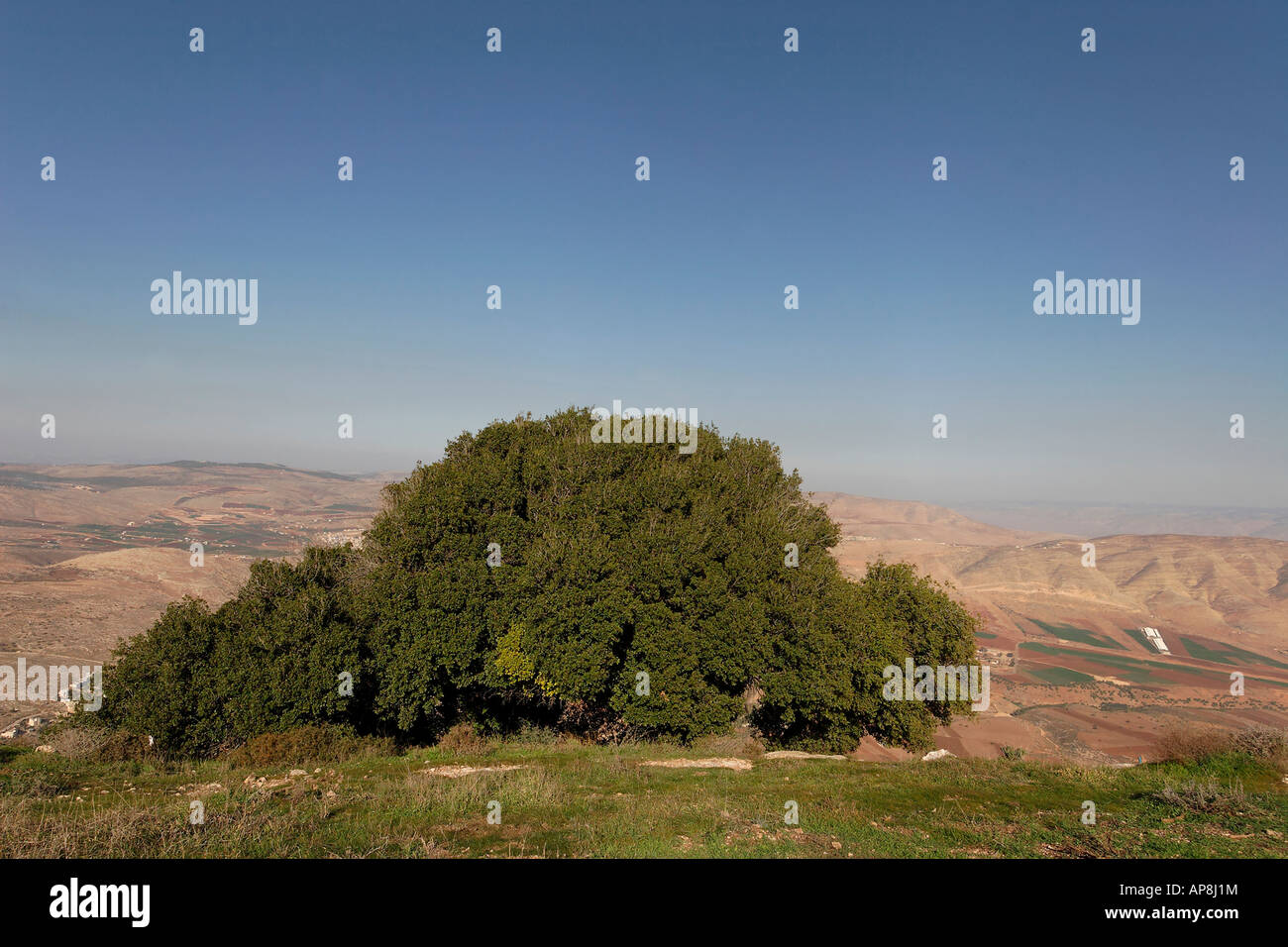 Samarie chêne kermès Quercus Caliprinos sur le mont Kabir Banque D'Images