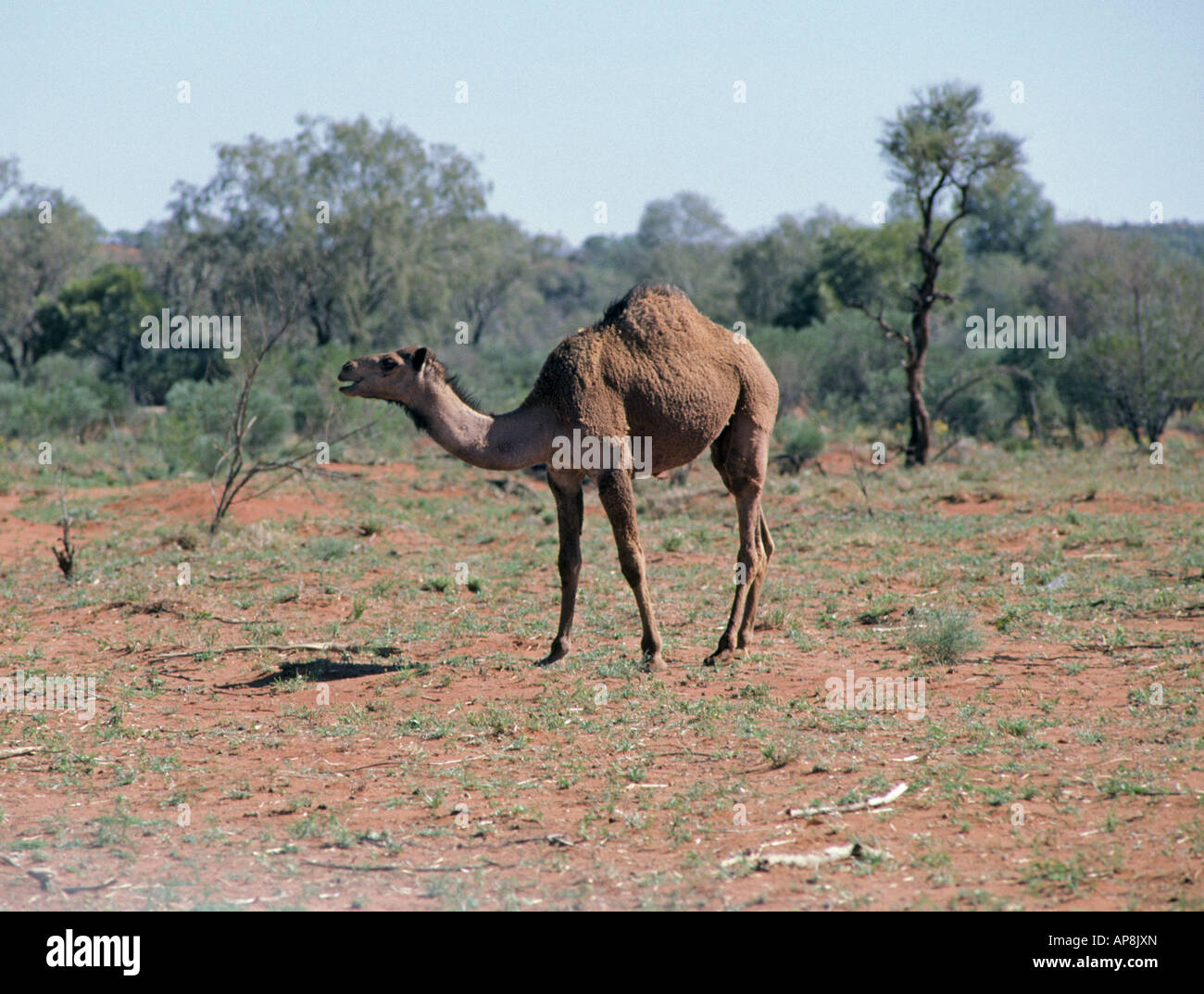 Un chameau sauvage se nourrit dans l'Outback du Territoire du Nord en Australie centrale Banque D'Images