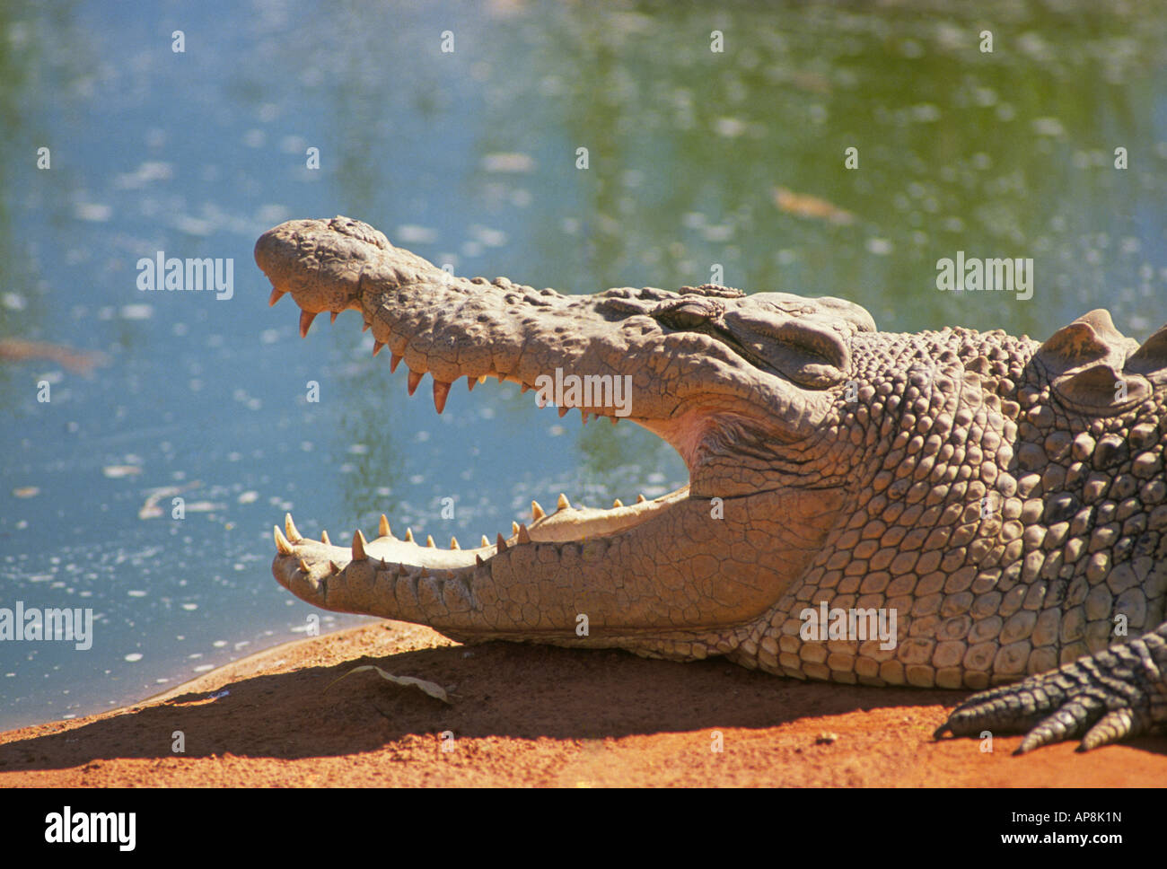 Un grand saltwater crocodile lui-même au soleil sur un banc de sable rouge dans l'Outback de l'Australie Occidentale Banque D'Images
