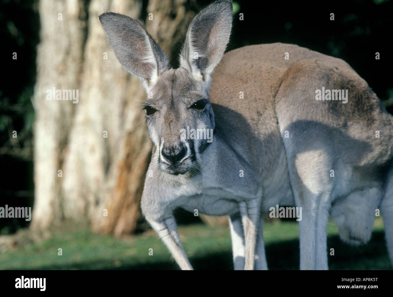Un portrait d'un grand mâle kangourou rouge Banque D'Images