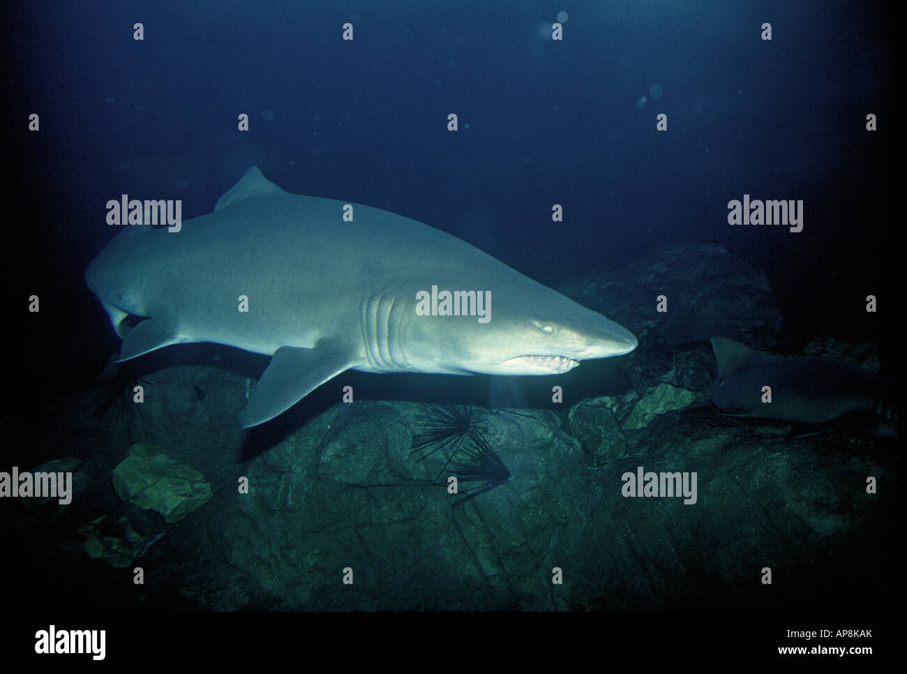 Un portrait d'un grand requin au-dessus d'un récif de la Grande Barrière de Corail près de l'île Heron Banque D'Images