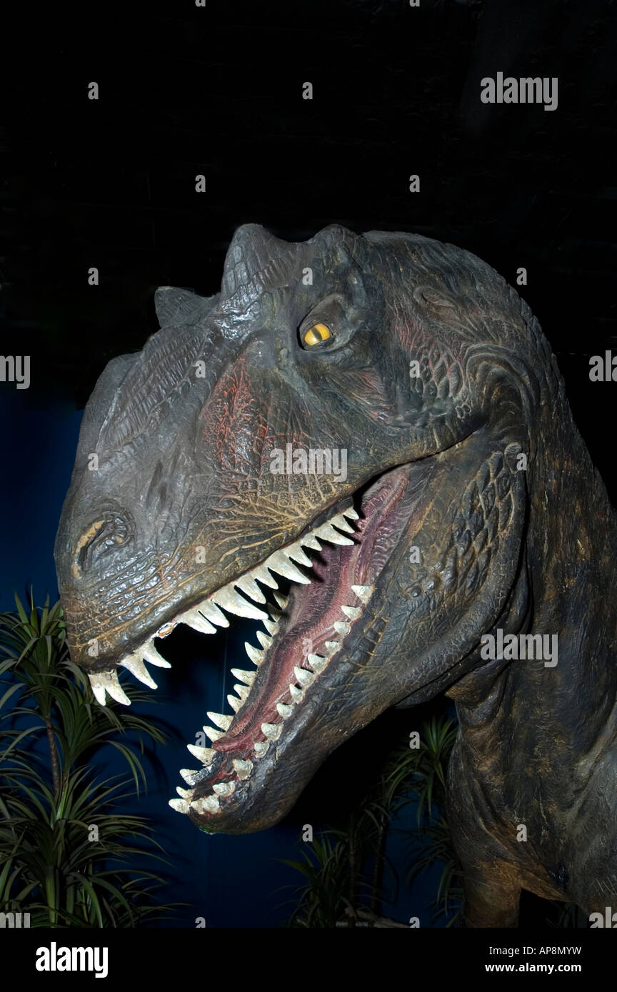 L'Allosaurus Late Jurassic 145 millions d'années Banque D'Images