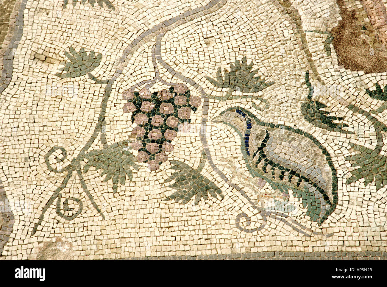 Mosaïque de Partridge et grappe de raisins ancienne villa romaine de Paphos Chypre Banque D'Images