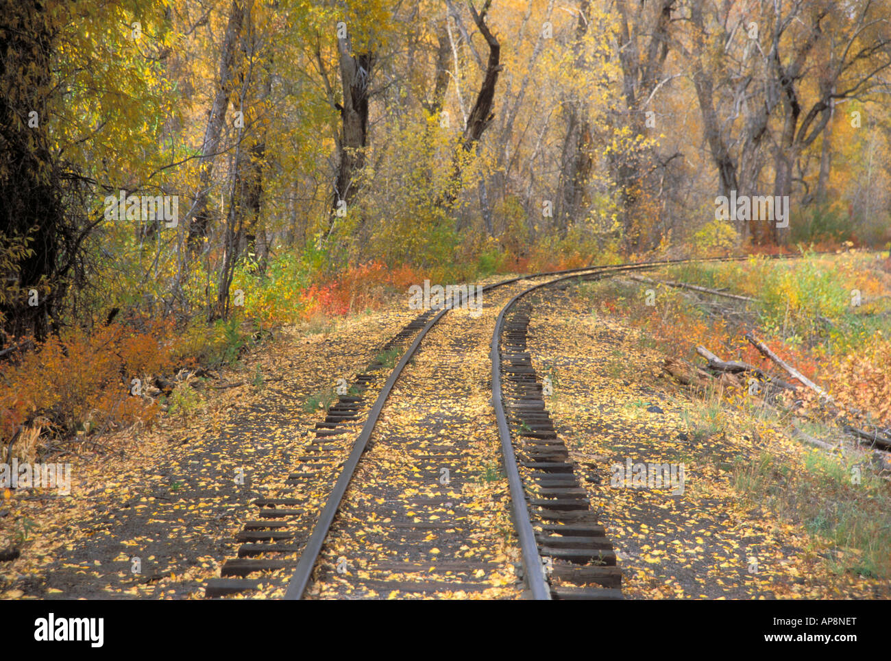 La couleur de l'automne et la voie ferrée le long de la Cumbres Toltèques Scenic Railroad National Historic Site Chama Nouveau Mexique Banque D'Images