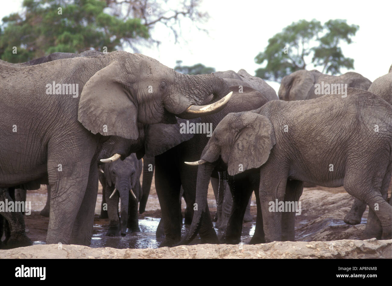 Troupeau de la famille éléphant boire au point d'eau près de Savuti Camp du Parc National de Chobe au Botswana Banque D'Images