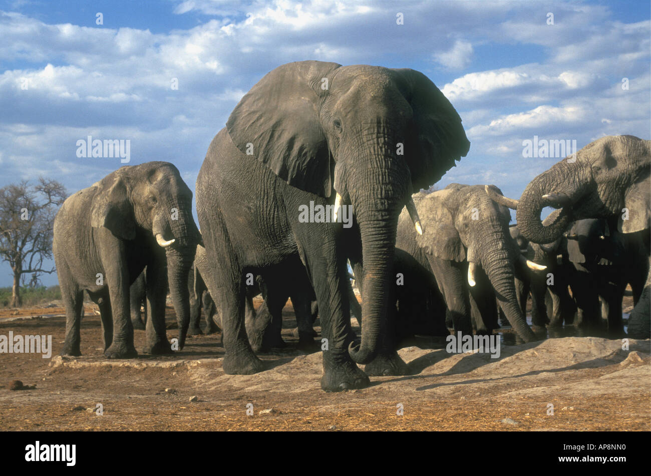 Troupeau de la famille éléphant boire au point d'eau près de Savuti Camp du Parc National de Chobe au Botswana Banque D'Images