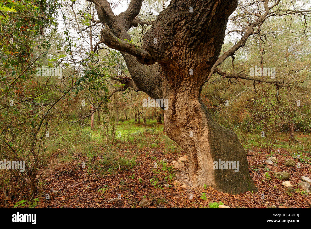 Israël Wadi Fer à Repasser Mont Thabor, Arbre de chêne Quercus ithaburensis dans Hurbat Abbas Banque D'Images