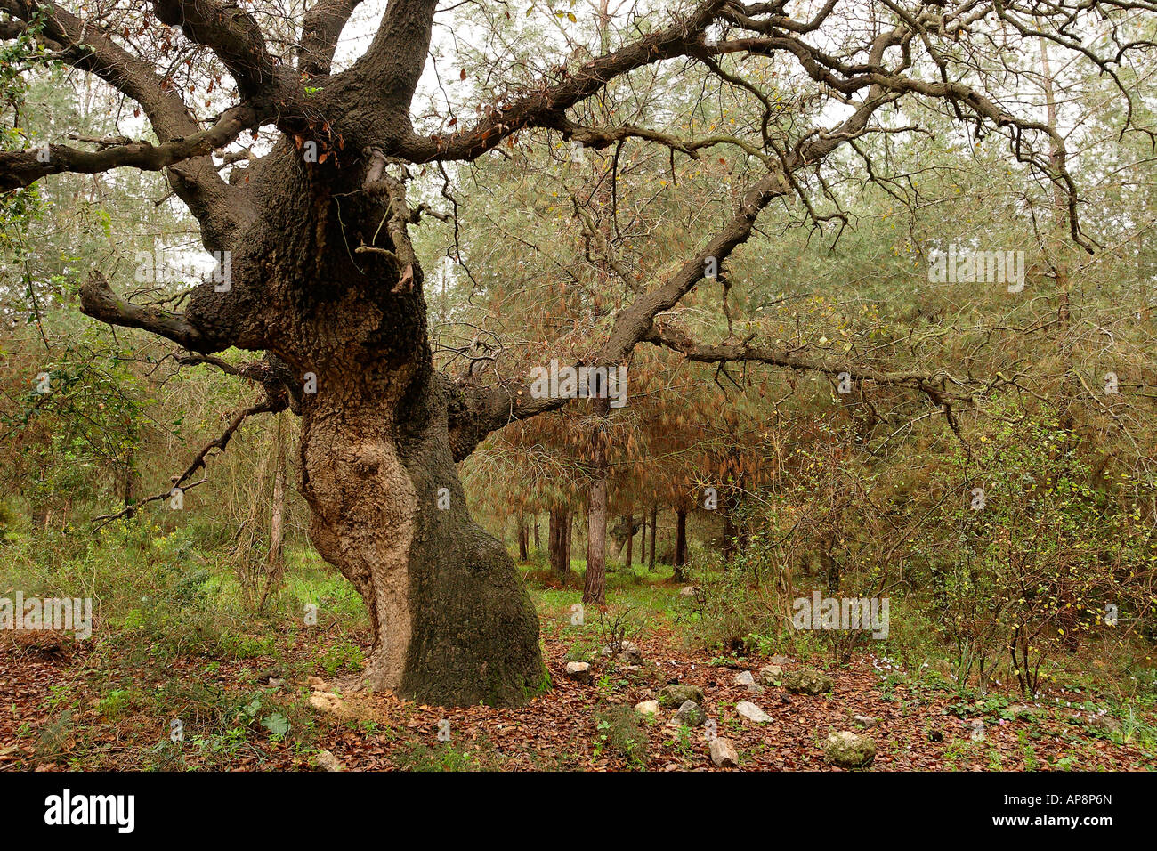 Israël Wadi Fer à Repasser Mont Thabor, Arbre de chêne Quercus ithaburensis dans Hurbat Abbas Banque D'Images