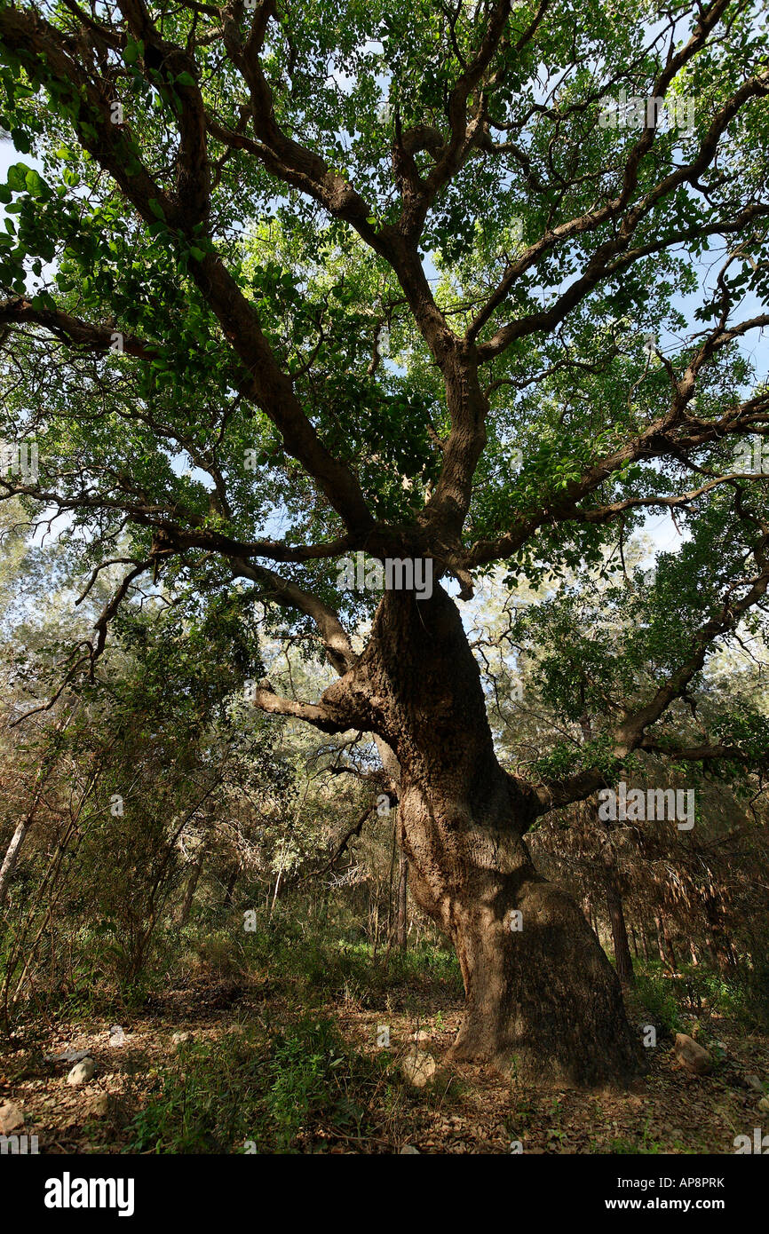 Israël Wadi Fer à Repasser Mont Thabor, Arbre de chêne Quercus ithaburensis dans Hurbat Abbas Banque D'Images