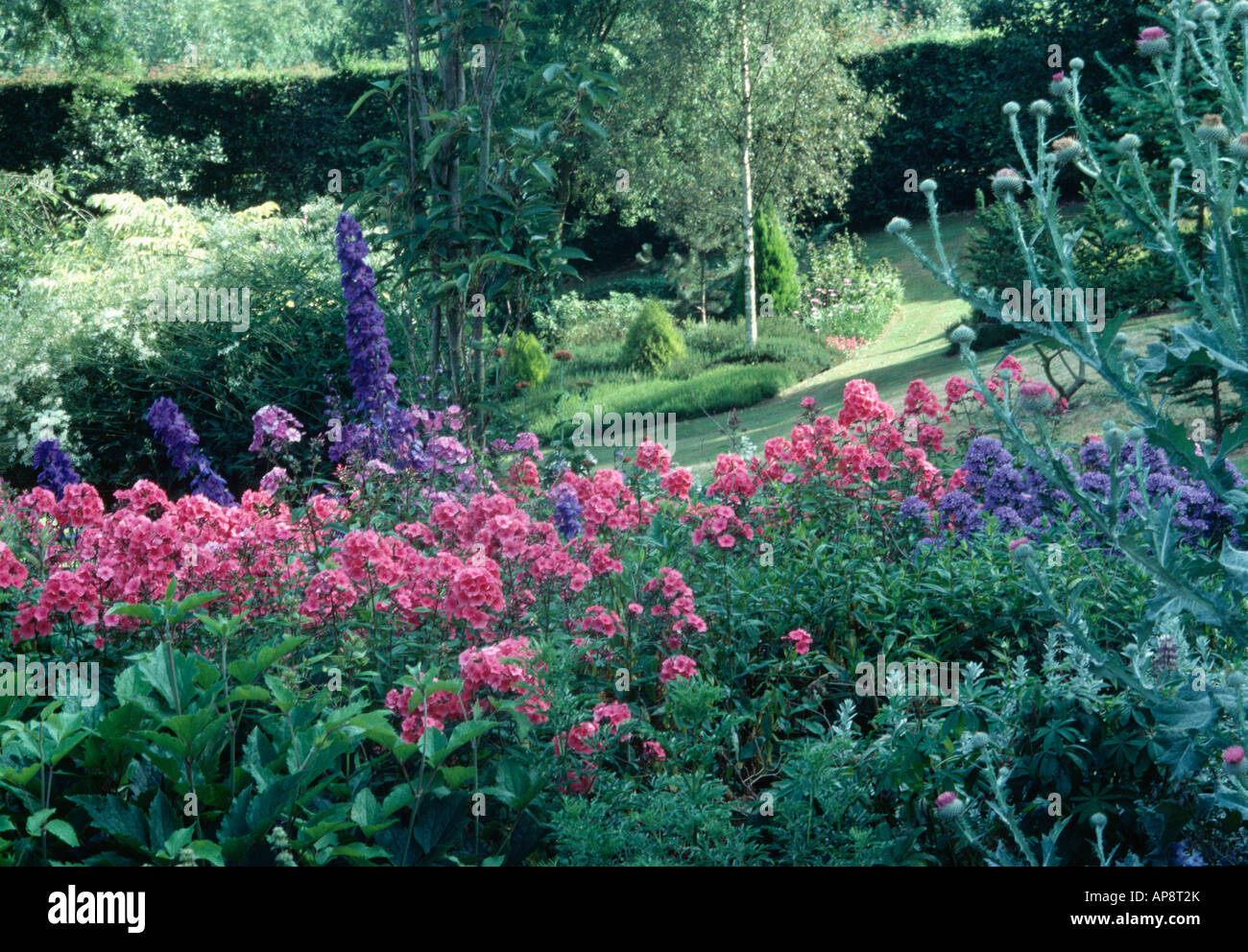 Phlox rose et bleu avec delphiniums cardons en été dans le jardin grand pays frontaliers Banque D'Images