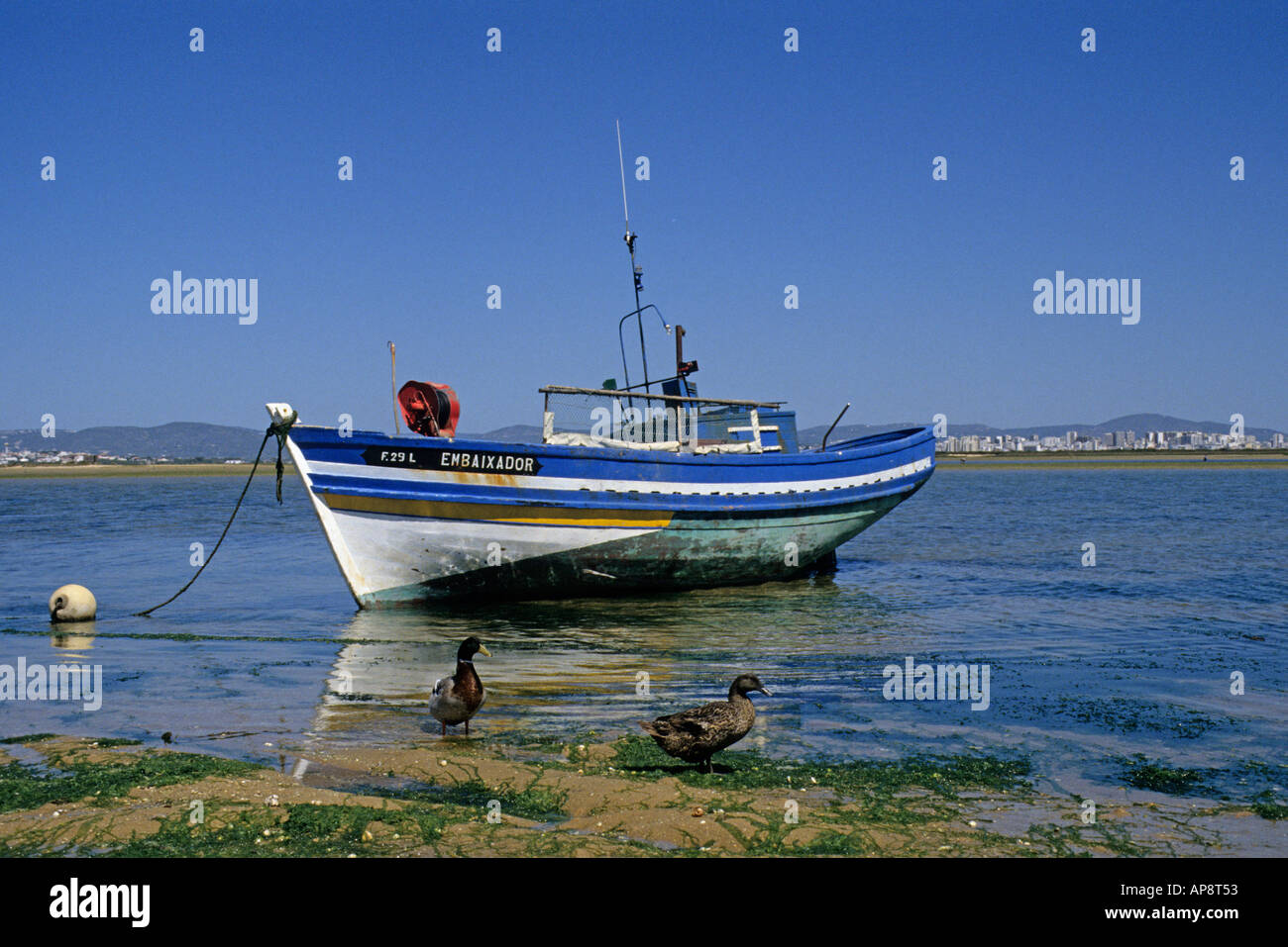 Canards dans les eaux peu profondes avec bateau de pêche Ihla de Faro Faro dans l'Algarve au Portugal distance Europe Banque D'Images