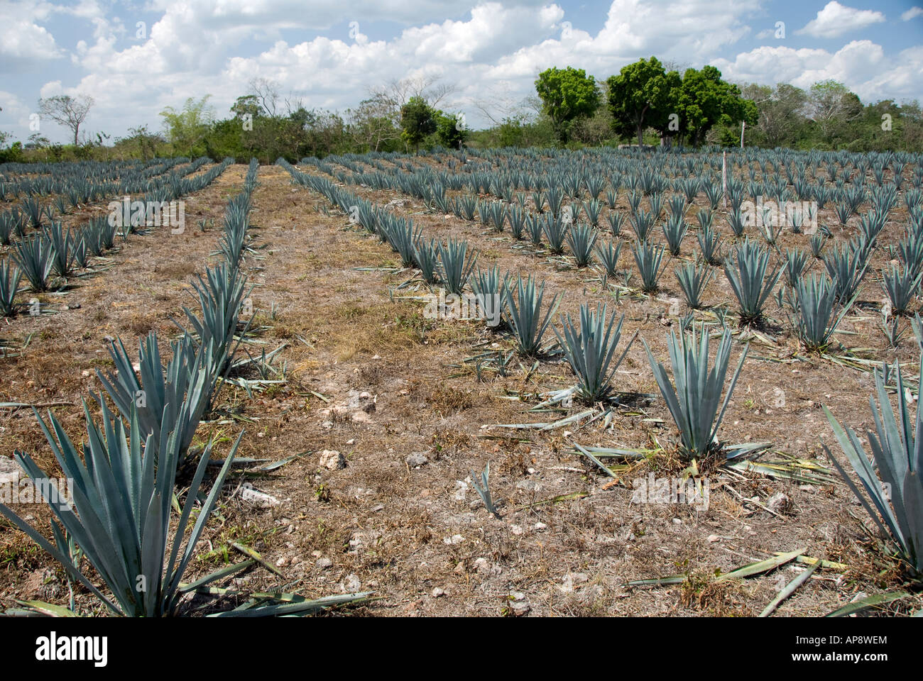 Plantation d'agave Banque D'Images