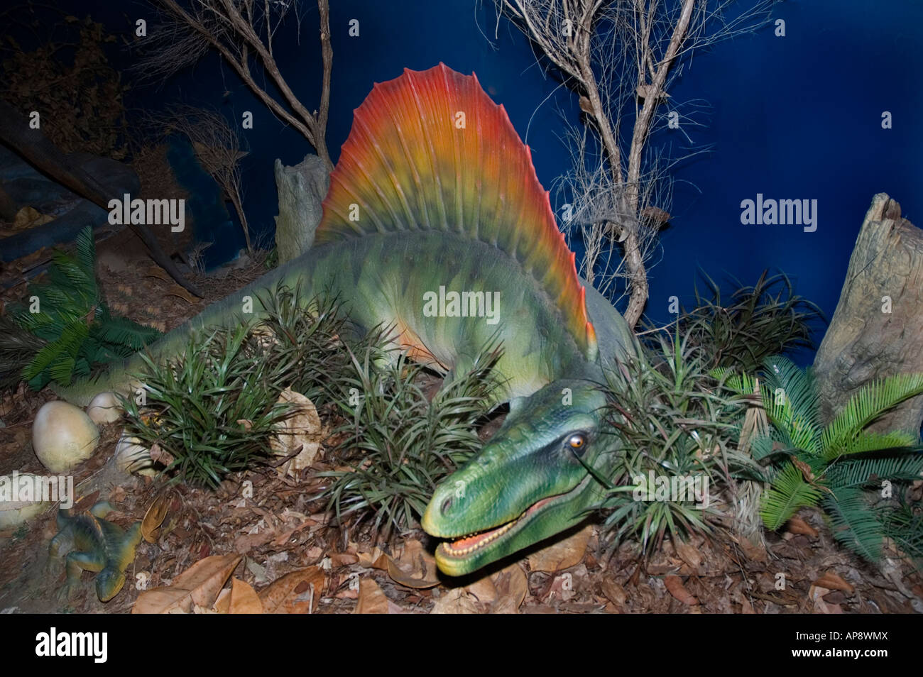Dinosaure carnivore Dimetrodon Permien tardif il y a 270 millions d'années Banque D'Images