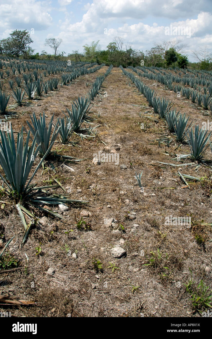 Plantation d'agave Banque D'Images