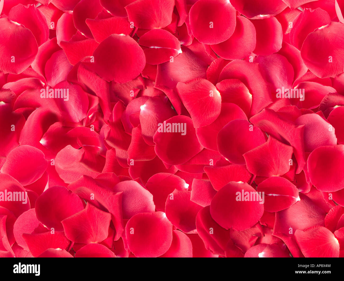 Arrière-plan de pétales de rose rouge Banque D'Images