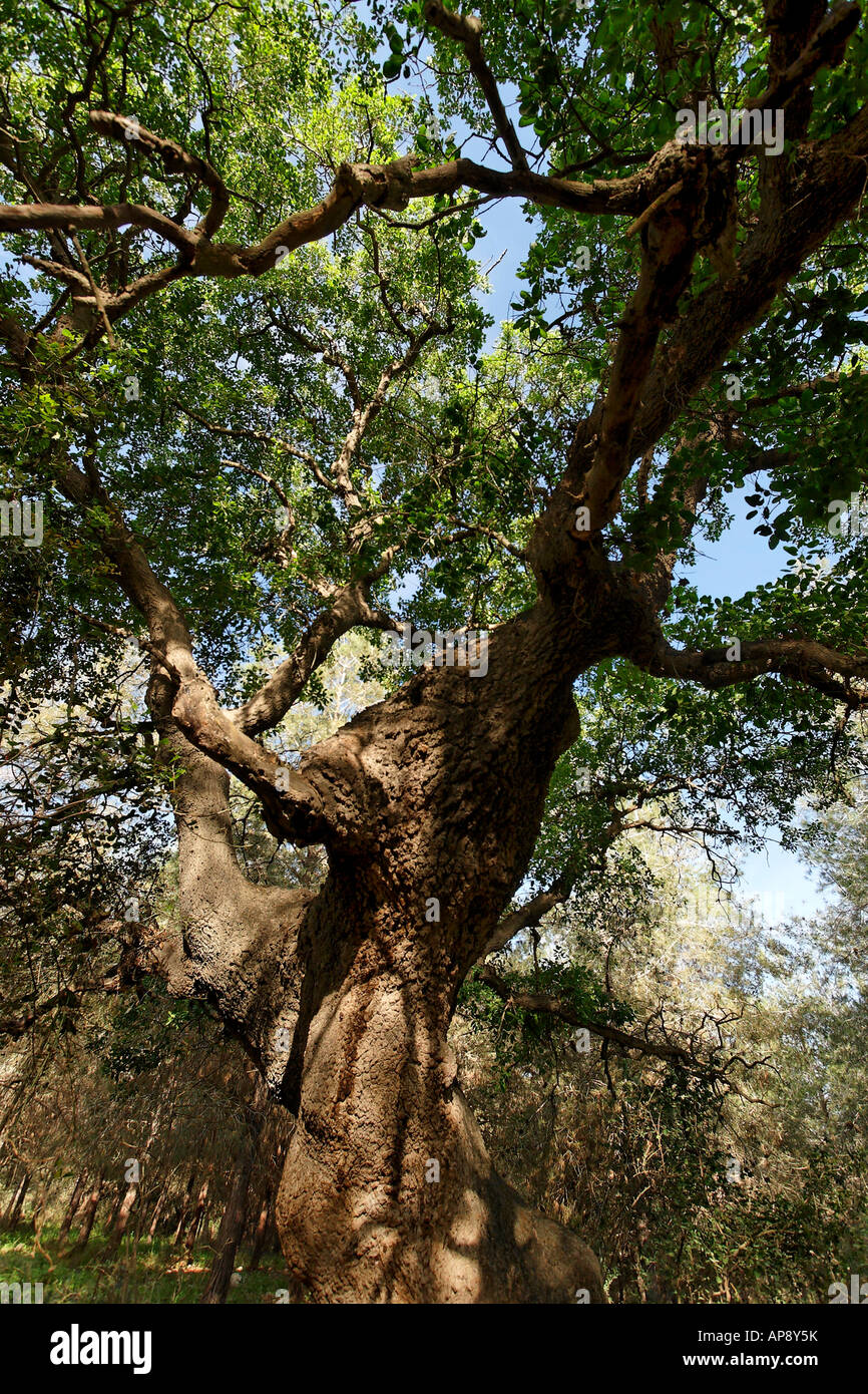 Israël Wadi Fer à Repasser Mont Thabor, Arbre de chêne Quercus ithaburensis dans Hurbat Abbas Banque D'Images