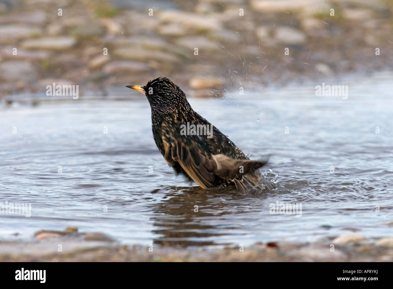 STARLING STERNUS VULGARIS ECHELLE IN PUDDLE Banque D'Images