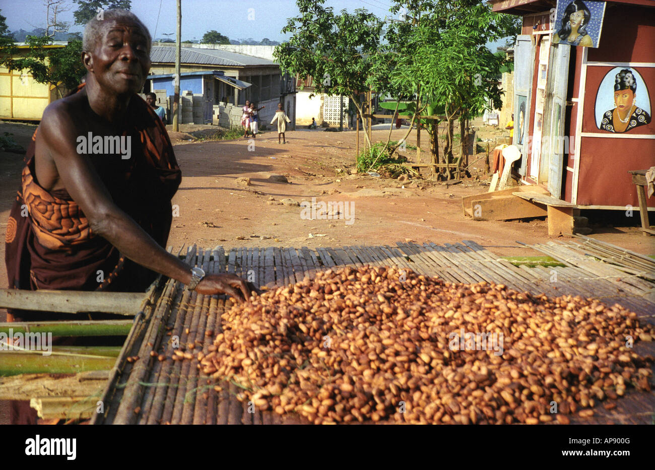 Vieux port toga bac inspection de fèves de cacao, séchant au soleil dans la région Ashanti du Ghana Bonwire Afrique de l'Ouest Banque D'Images