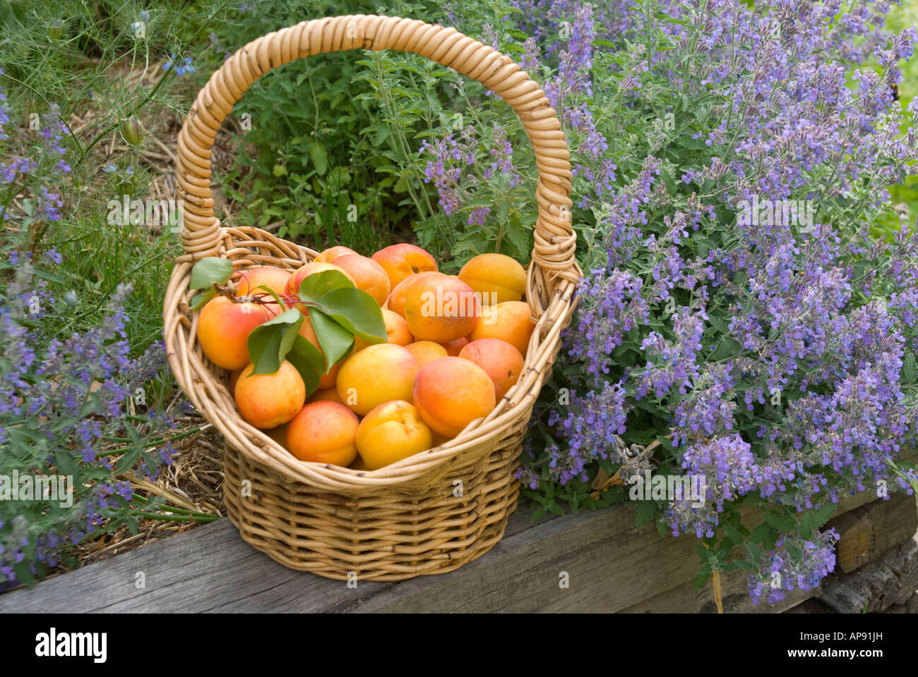 Un panier d'abricots récoltés mûrs variété Moor Park Banque D'Images