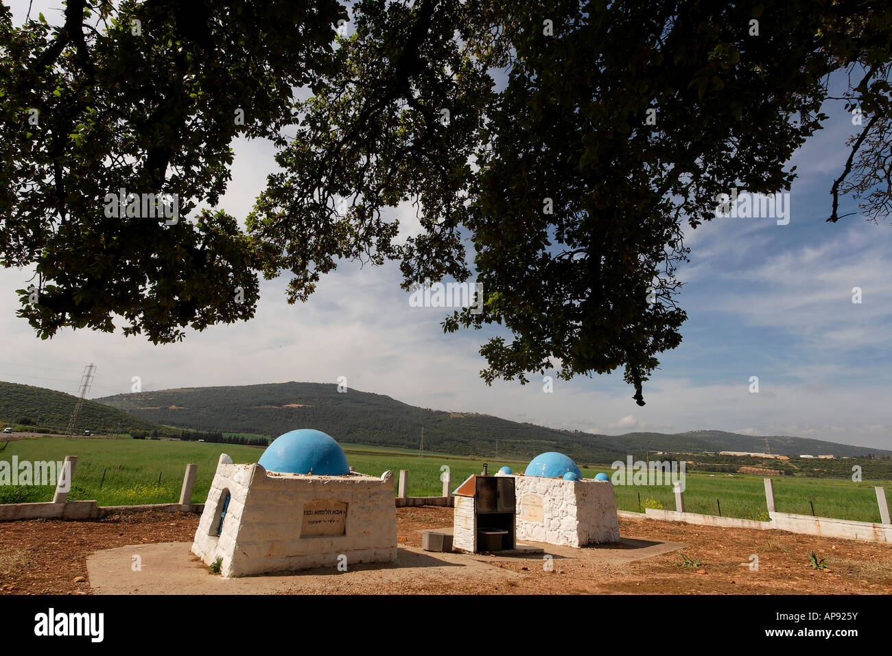 Israël la basse Galilée le Mont Thabor Arbre de chêne Quercus ithaburensis par la tombe de Rabbi Halafta Aba Banque D'Images