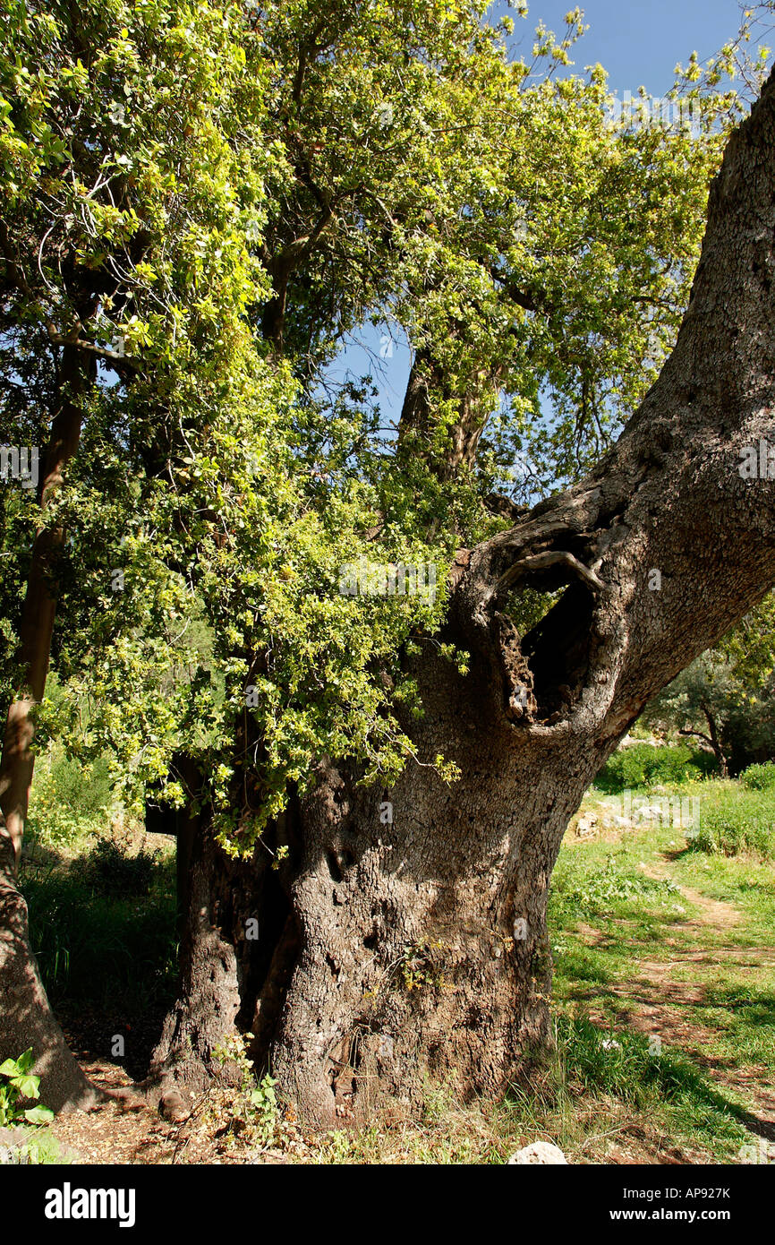 Israël Jérusalem chêne kermès Quercus calliprinos montagnes sur le mont Tzuba Banque D'Images