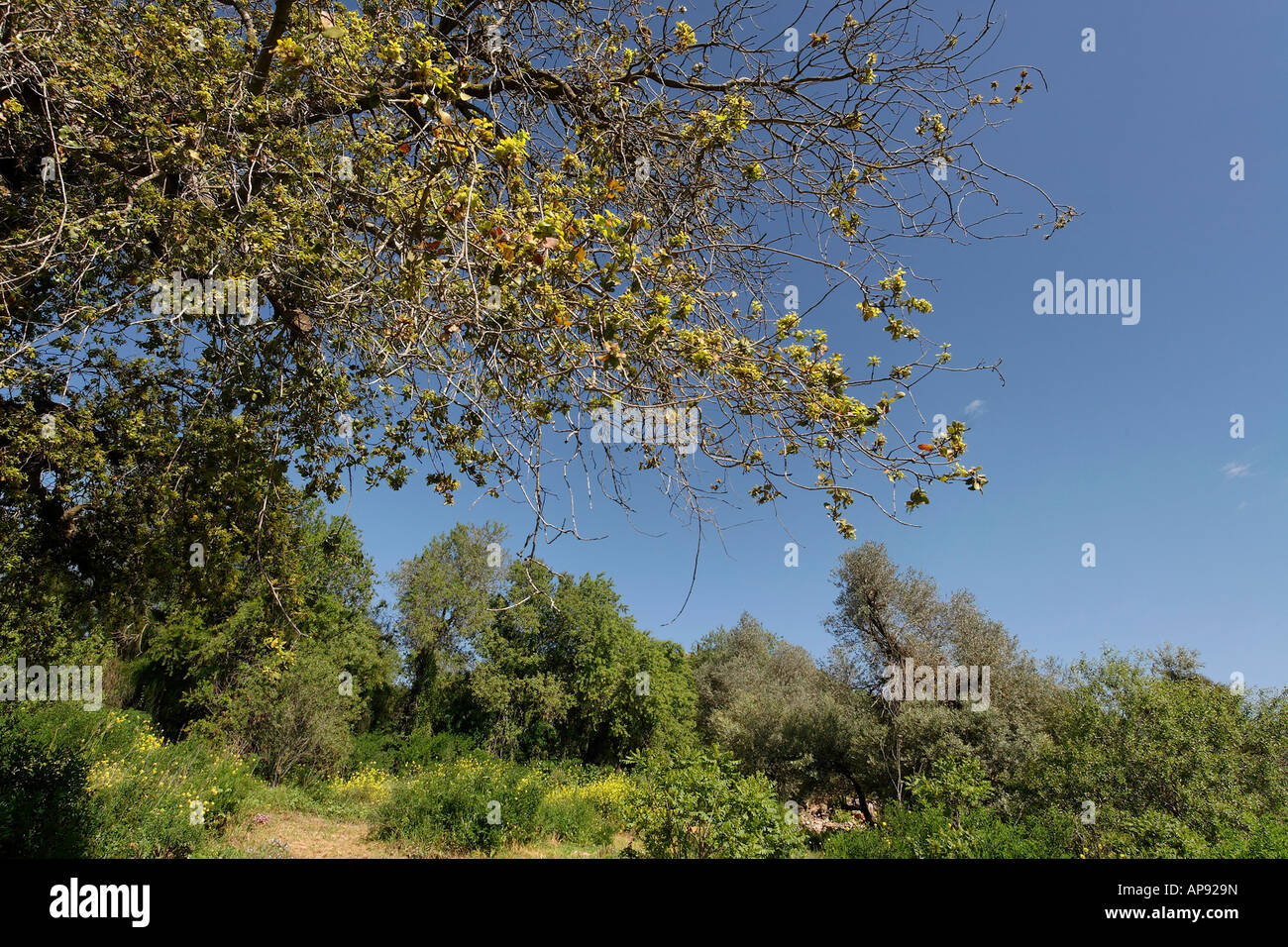 Israël Jérusalem chêne kermès Quercus calliprinos montagnes sur le mont Tzuba Banque D'Images