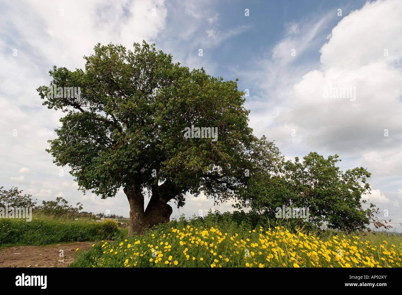 Israël Sharon région Mont Thabor, Arbre de chêne Quercus ithaburensis dans Karkur Banque D'Images