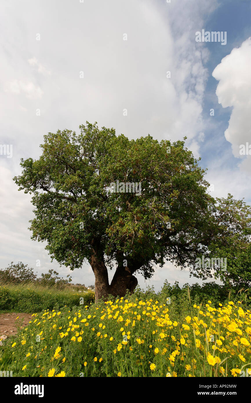 Israël Sharon région Mont Thabor, Arbre de chêne Quercus ithaburensis dans Karkur Banque D'Images