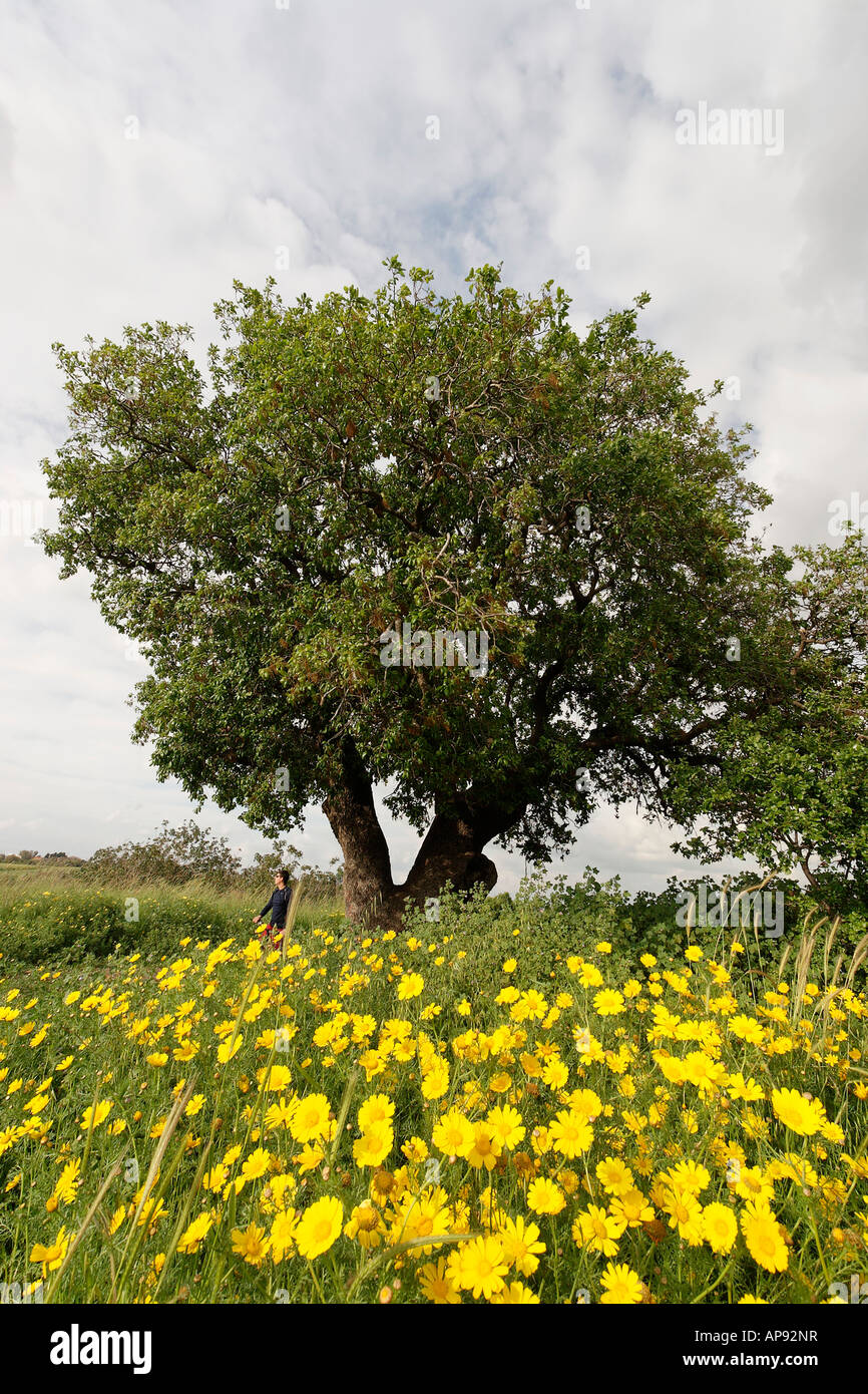 Israël Sharon région Mont Thabor, Arbre de chêne Quercus ithaburensis dans Karkur Banque D'Images
