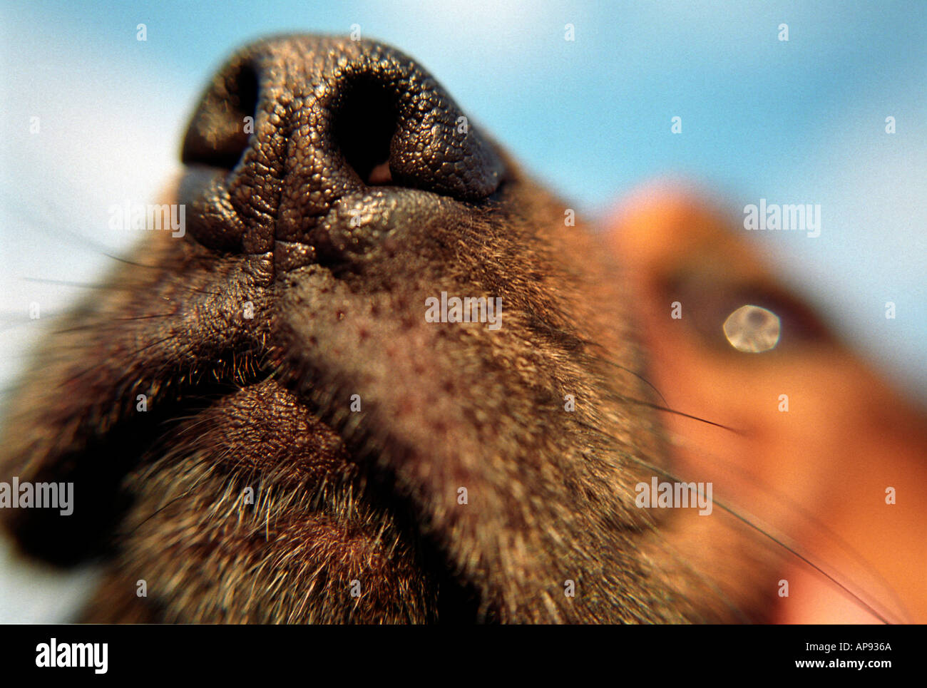 Détail de chiens au nez ou à museau. Banque D'Images