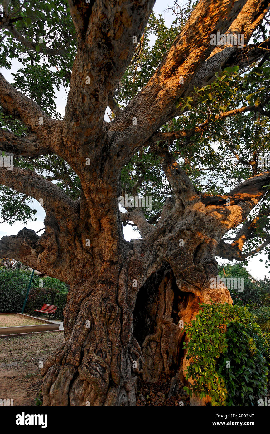 La plaine côtière d'Israël Ficus Sycomorus sycomore à Ramat Gan Banque D'Images