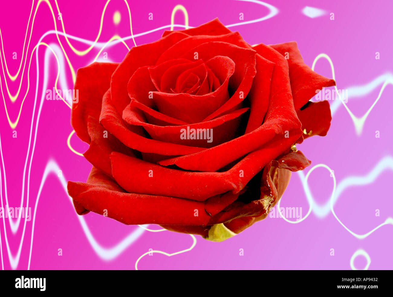 Une découpe d'une rose de l'image Banque D'Images