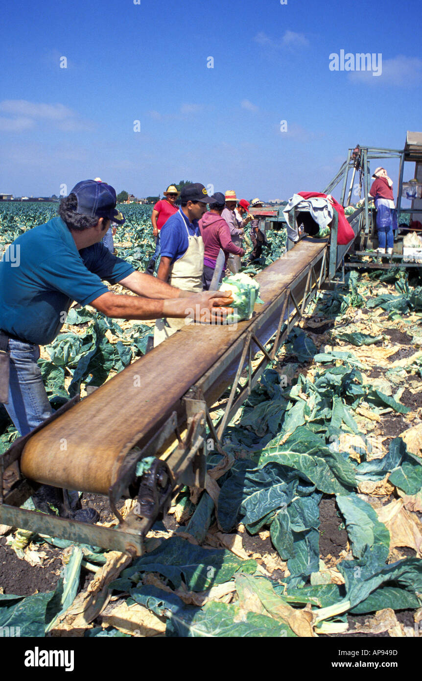 Les travailleurs migrants la récolte des choux-fleurs Salinas en Californie Banque D'Images