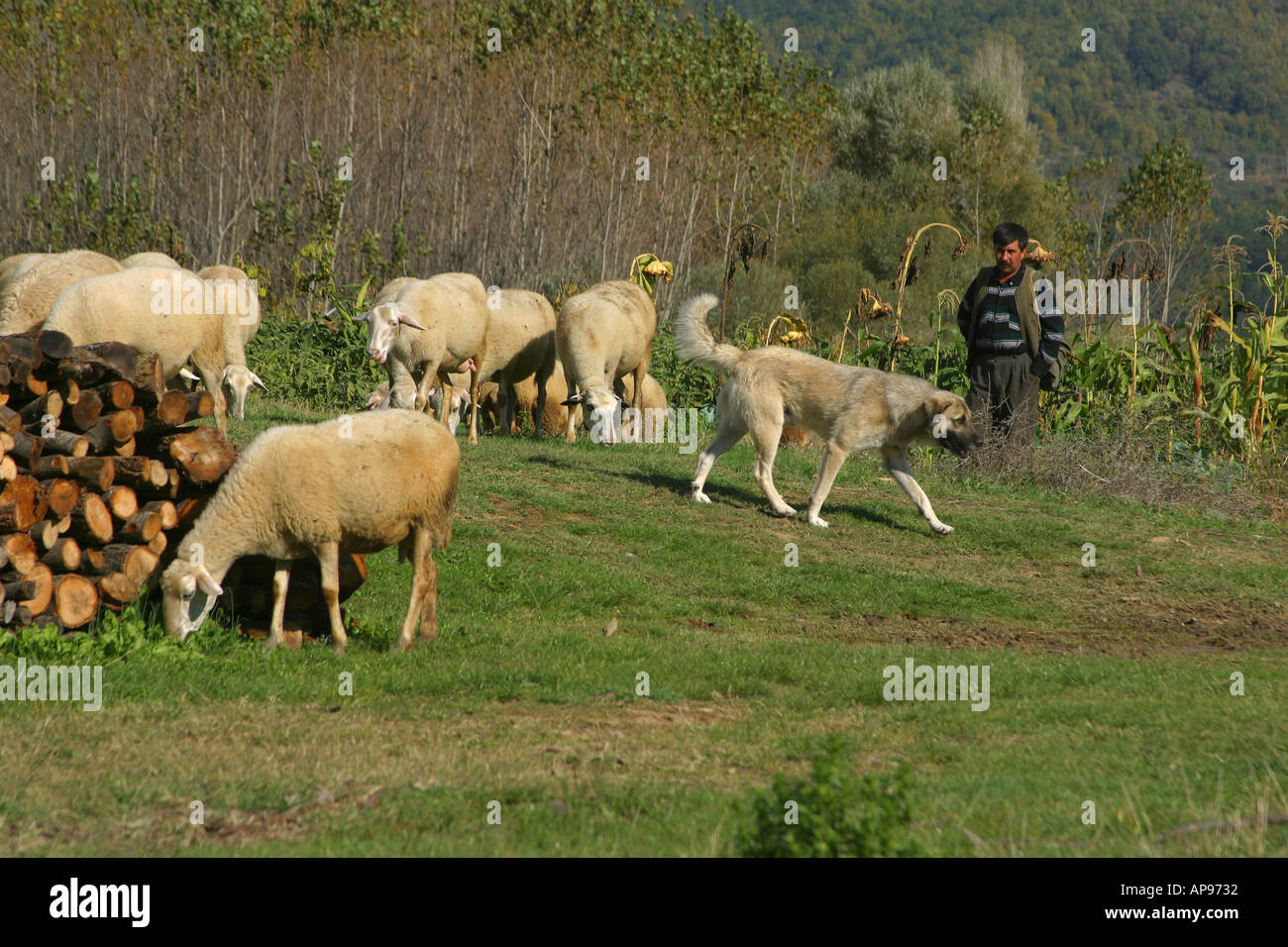 Troupeau de moutons paissant sur prairie et chien de protection Nicée Iznik Turquie Banque D'Images